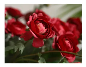 Close-up detail of artificial red ranunculus silk flowers, showing realistic texture and petals.