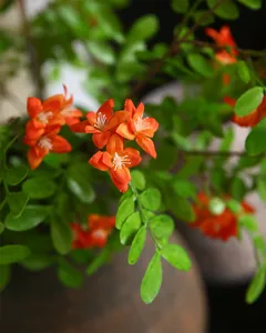 Artificial bean pagoda flower branch, orange artificial flowers with green leaves for home decor.