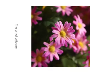 Fiori artificiali di margherite rosa in stile campestre per decorazione domestica e oggetti di scena