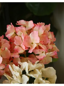Ortensia artificiale ramo singolo bordo bruciato fiore rosa decorazione casa supporto foto
