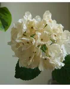 Fiore artificiale ramo singolo bordo bruciato grande ortensia per decorazione