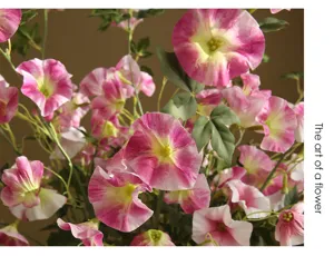 Artificial morning glory flower detail view, pink and white indoor pastoral decoration.