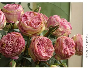Dettaglio di rosa artificiale Austin, arredamento floreale rosa vintage per soggiorno accogliente.