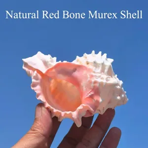 Natürliche rosafarbene Muschel im Detail, ideal für Aquarium-Landschaftsbau und Einsiedlerkrebs.