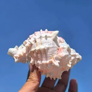 Nahaufnahme der natürlichen rosa Stachelschnecke, perfekte Details für Aquarienlandschaft.