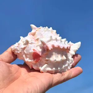 Natürliche große rosa Murex Muschel Nahaufnahme, perfekt für Einsiedlerkrebs und Aquarium.
