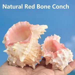 Natürliche Rosa Murex Muschel Einsiedlerkrebs Ersatzmuschel Große Schicke Seeschnecke Aquarium Fischbecken Landschaftsbau Sukkulenten Pflanzer Ornamente Handwerk Dekoration