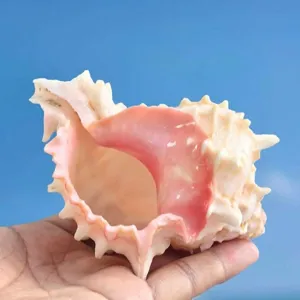 Natürliche rosa Murex Muschel für Einsiedlerkrebs Aquarium Dekoration und Sukkulenten Topf.