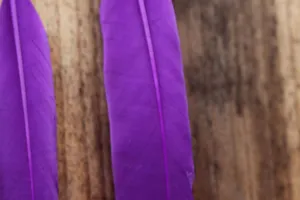 Detail shot of vibrant purple feathers, soft texture, perfect for DIY crafts and dream catchers.