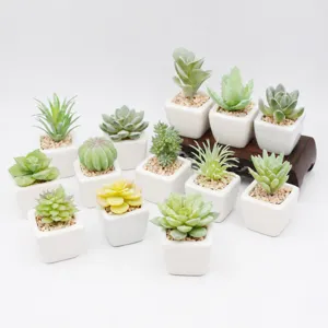 Mini kunstmatige vetplanten in kleine witte keramische potten voor huisdecoratie