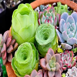 Set de plantas suculentas artificiales para decoración del hogar DIY y pared verde.