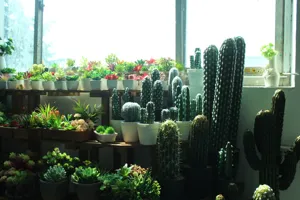 Piante succulente e cactus artificiali in vaso esposti su ripiani di legno a gradoni.