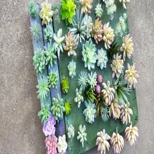 Artificial succulent plants bulk set, flocked fake plants for DIY wall decor wholesale.