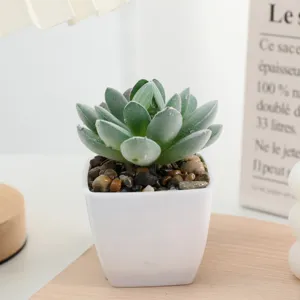 Artificial succulent plant in white square pot indoor home decor miniature desk bonsai detail view.
