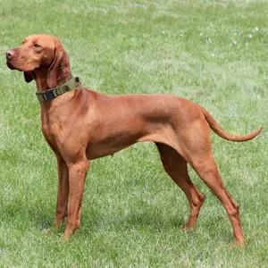 Tactical dog collar made of durable nylon for medium and large dogs outdoor training and walking.