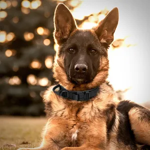 Tactical dog collar detail view showcasing heavy-duty nylon material and sturdy buckle design.