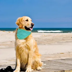 Outdoor scene showing a golden retriever wearing a cyan cooling pet bandana on the beach.