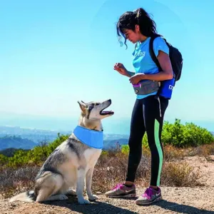 Dog cooling collar detail, breathable summer mesh bandana for outdoor pet heatstroke prevention.