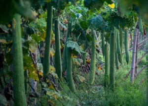 Natural fresh green luffa plant growing on vine in garden, raw material detail shot.