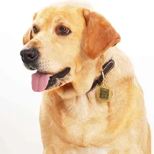 Detailed shot of engraved metal pet ID tag with QR code on collar, durable anti-lost tag.