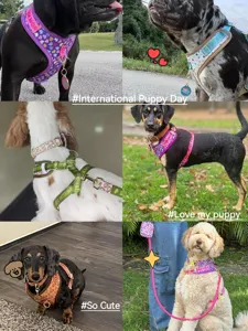 Cute pet dog harness and leash set with colorful patterns, great for medium large dogs.