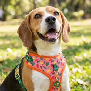 Cute summer pet harness detail, colorful pepper pattern with metal tag, durable and stylish.