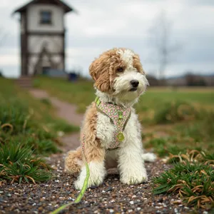 Set di pettorina e guinzaglio per cani con stampa avocado, comoda imbracatura per cuccioli all'aperto.
