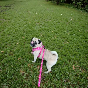 Cute pink dog harness and leash set detail shot outdoors on green grass lawn daily use.