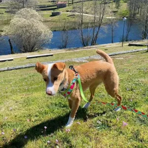 Outdoor detail view of a colorful pet harness and leash set used on a dog in nature.