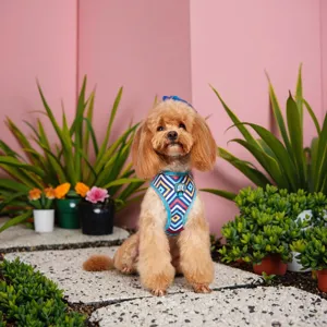 Detail view of a stylish geometric print pet dog harness vest worn by a cute poodle.