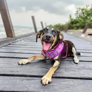 Dettaglio della pettorina per cani traspirante con motivo a cuori rosa regolabile e targhetta ID.