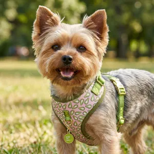 Cute avocado print pet harness with green straps and gold hardware for small dogs outdoor walks.