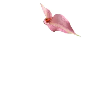 Künstliche EVA doppelte Kopf Calla Lilie Blume für modernes Zuhause Hochzeitsdeko Ansicht