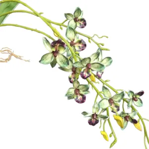 Finta pianta di orchidea rampicante fiore verde decorazione casa matrimonio interno