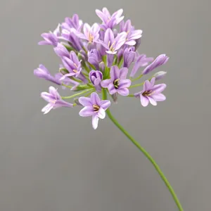 Vista dettagliata di un fiore di agapanto artificiale a stelo singolo per decorazioni moderne.