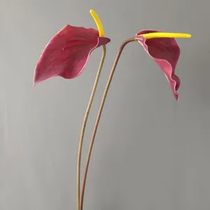 Artificial anthurium flower close up, realistic touch dark red flamingo floral decoration