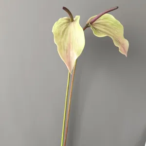 Artificial anthurium flowers glued feel flamingo flower green pink stems for home wedding decor