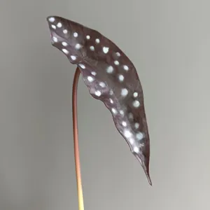 Close-up of artificial trout begonia leaf with white spots on dark surface, fine stem.