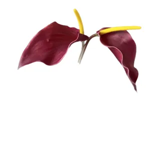 Artificial anthurium flower dark red faux plant home wedding decor realistic floral arrangement