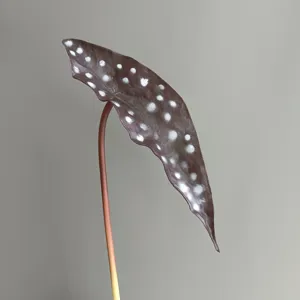 Close-up detail view of artificial PU trout begonia leaf featuring unique white spots pattern.