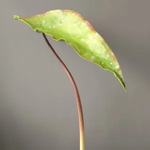 Detailed close-up of artificial PU decorative plant leaf stem, perfect for modern interior design.