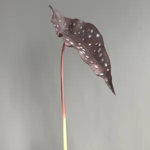 Artificial PU polka dot begonia leaf stem for modern home decor, hotel styling photography.