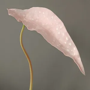 Detail shot of artificial pink trout begonia leaf with white spots for home decor props.