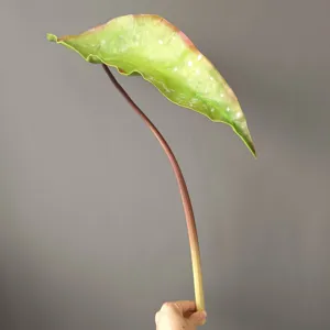 PU artificial begonia maculata leaf detail, realistic plant prop for home decor and photography.