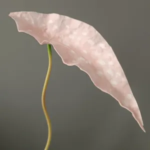 PU artificial pink variegated leaf decor prop for home interior decoration photography staging.