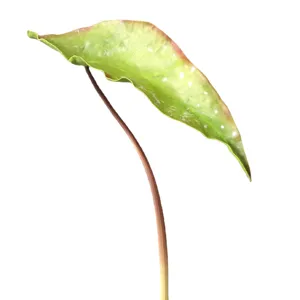 Artificial Begonia leaf PU plant for home decor photography props white background