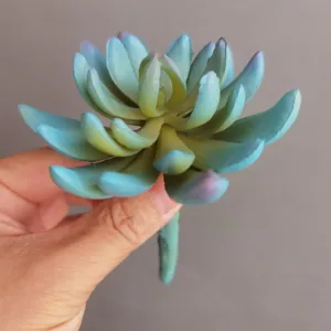 Künstliche weiche Sukkulente, Rubin-Lotus Pflanze, Wohnzimmer Tischdekoration Detail.