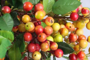 Close-up detail of artificial Australian berries, vibrant multi-color faux floral decor.