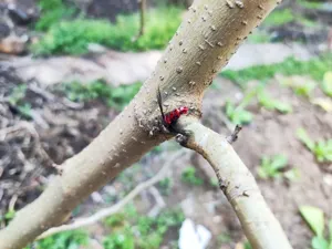 Vista detallada del cebo de pesca de insectos biónicos con cuerpo rojo y alas negras para pesca.
