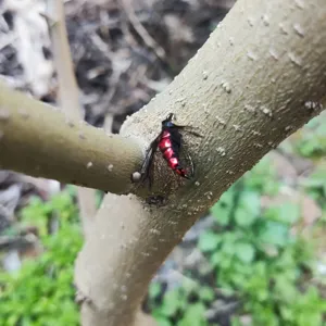 Primer plano detallado de un señuelo de pesca con mosca biónico rojo y negro en una rama.